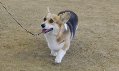狗狗怀孕有什么征兆