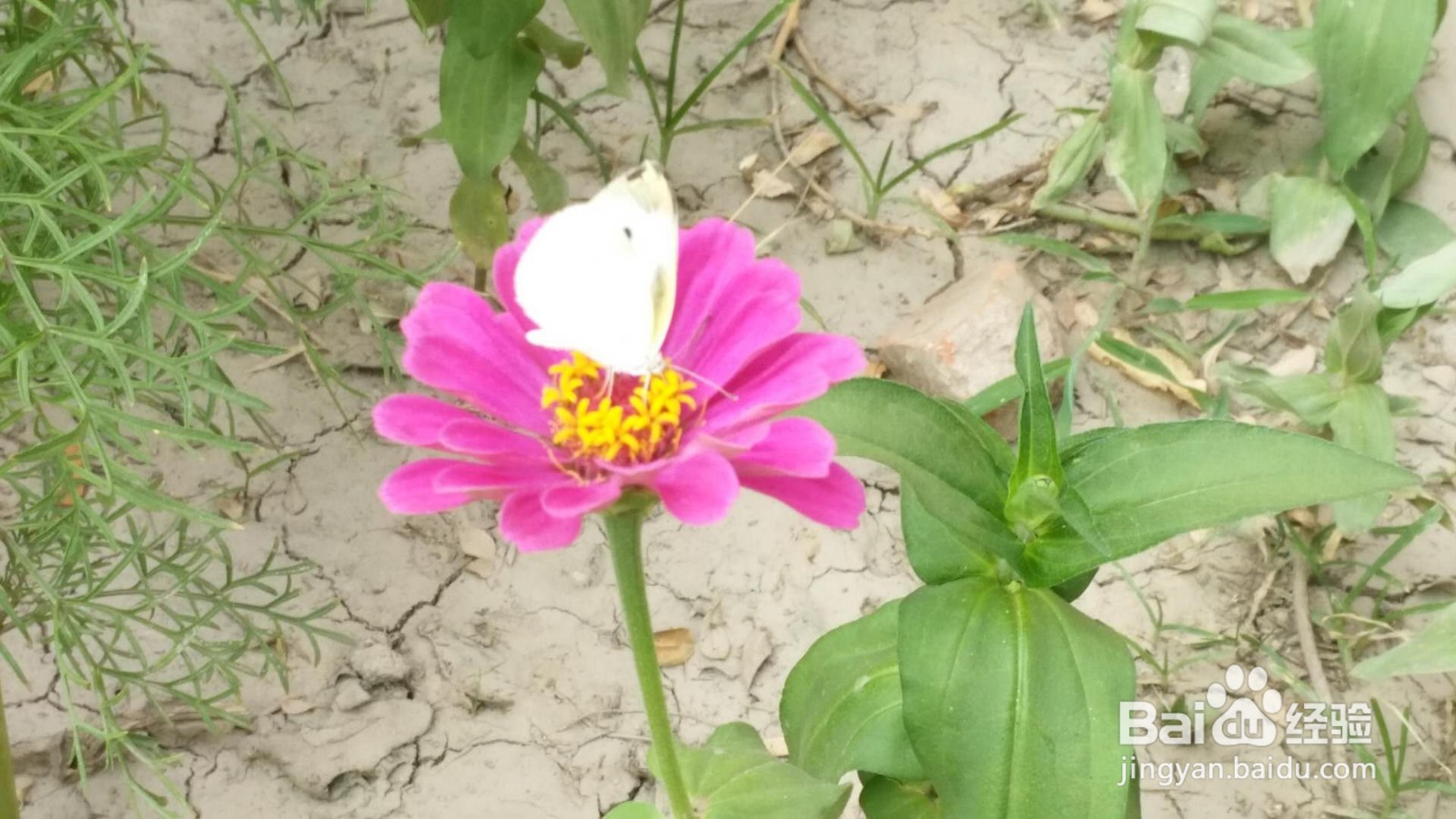 宝宝让蚊子叮了红肿怎么处理