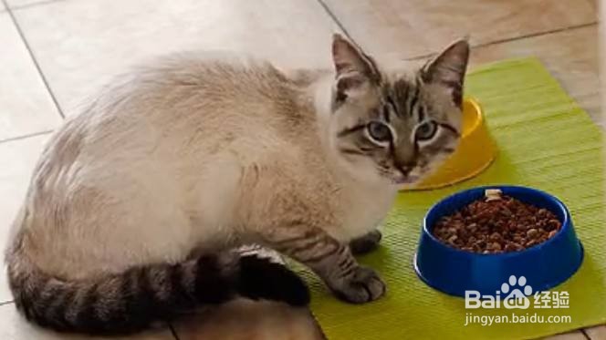 发现猫咪拉肚子怎么办