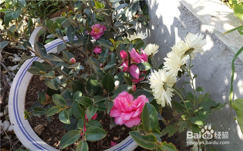 我为什么爱养花