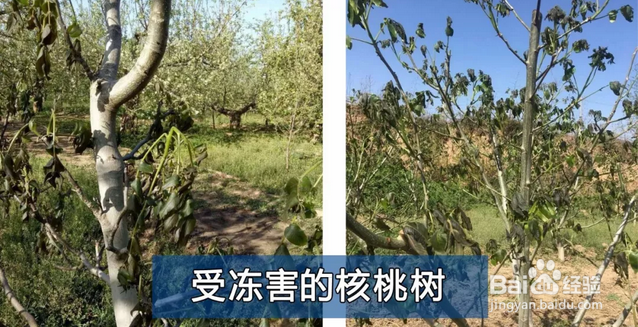 果树防冻害恢复技术,超好用,寒潮压境也能丰收