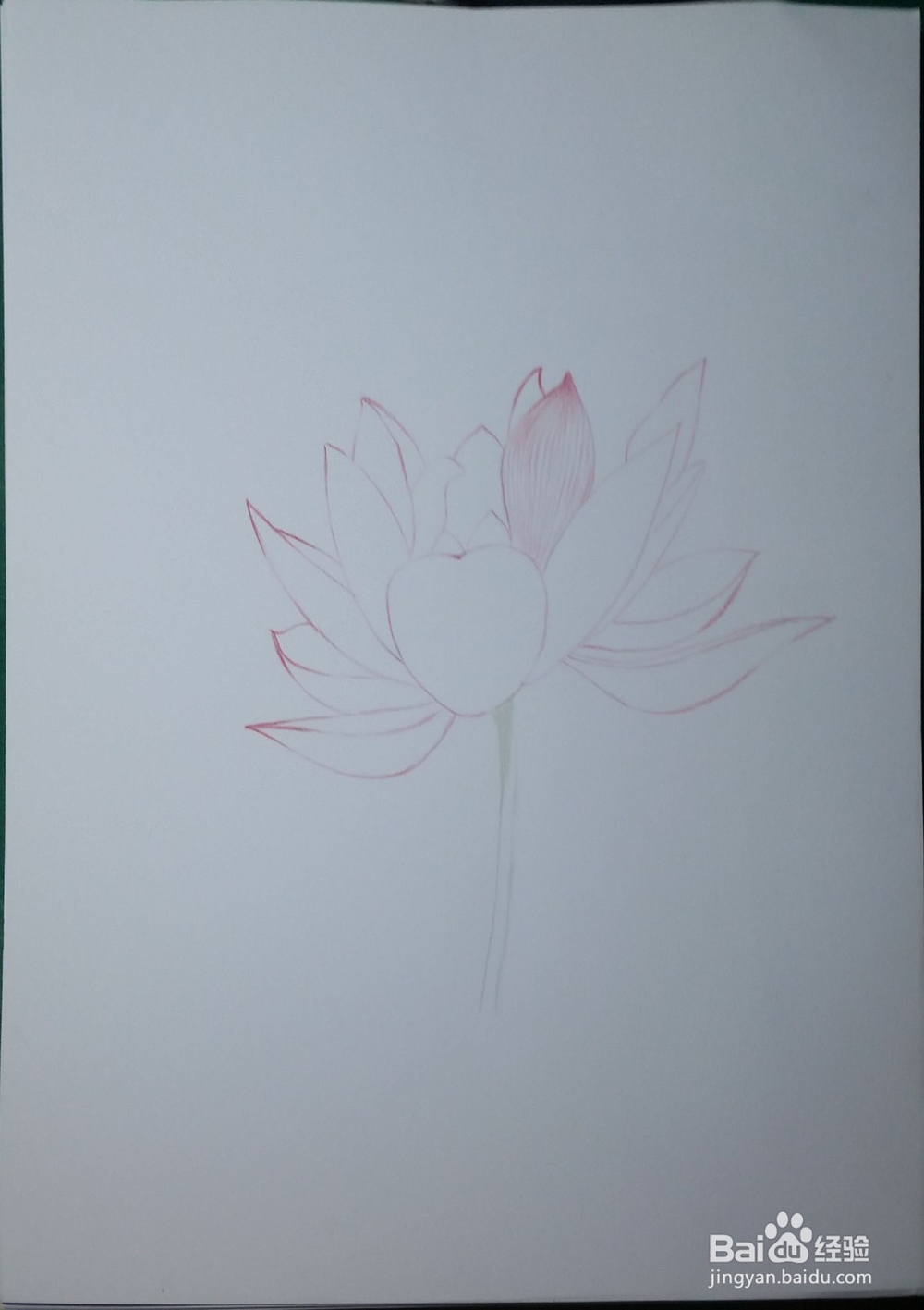 第一次画彩铅——荷花