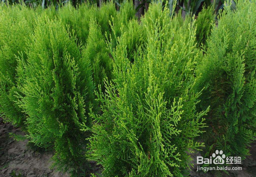 初中生物:常见的裸子植物