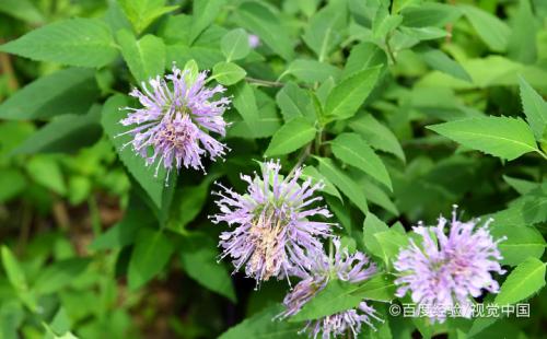 怎么区分薄荷和猫薄荷 百度经验