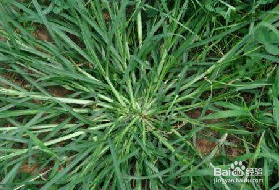 牛筋草的药用价值和食疗方法