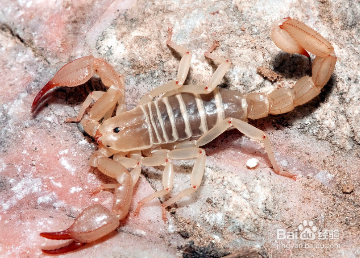 怎样养蝎子多赚钱