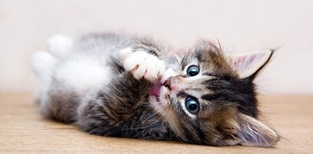 小家猫怎么饲养,属于个人的经验