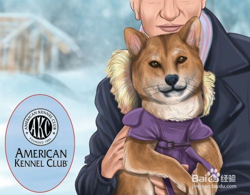 如何挑选柴犬幼崽 百度经验