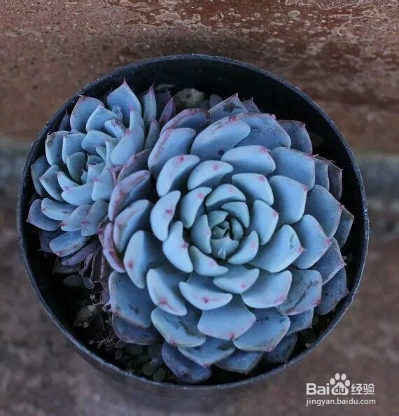 如何趁秋季将多肉植物迅速养大变肥