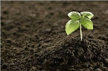 如何衡量土壤中重金属的生物有效性