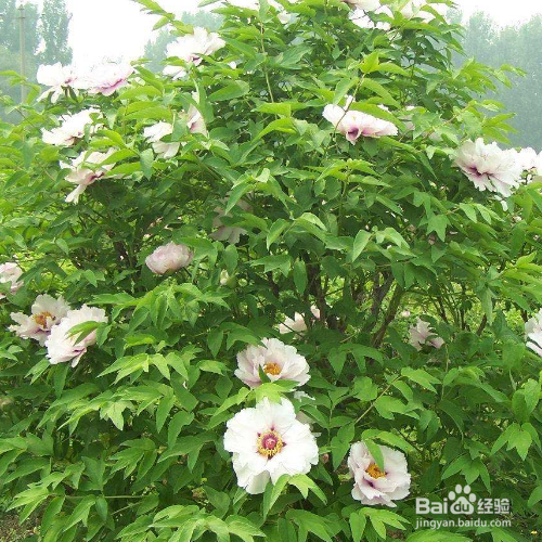 紫斑牡丹的养殖方法