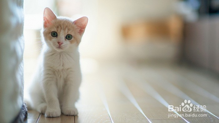 如何解读猫咪的这6个行为?