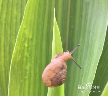 蜗牛吃玉米苗怎样防治