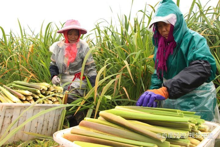 五花肉炒茭白怎么做