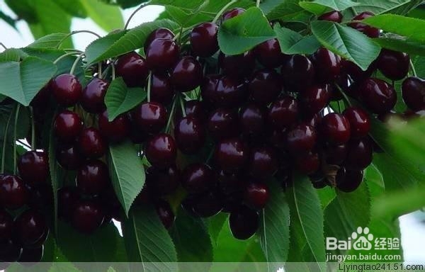 女生夏季必备美容水果