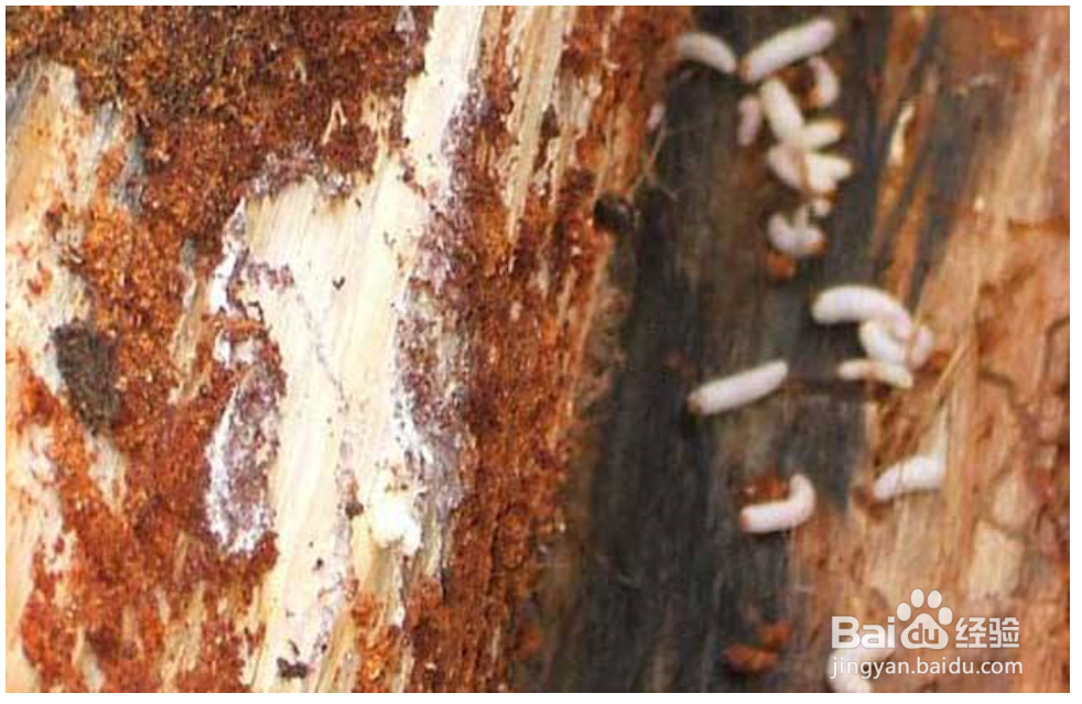 巴西木的病虫害的防治方法有哪些