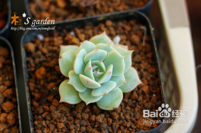 植物摄影小窍门+皮神山大王记