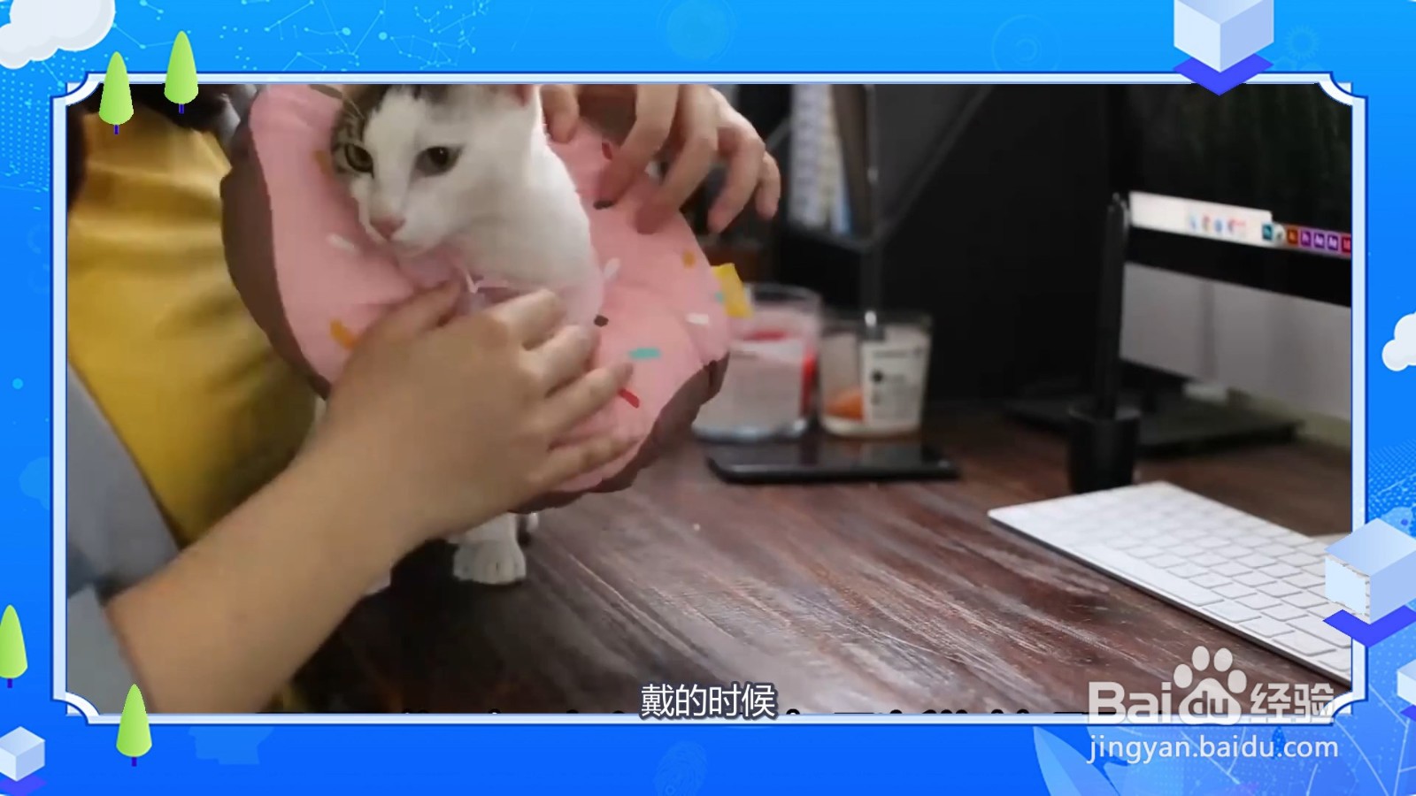 该怎么给猫咪戴伊丽莎白圈