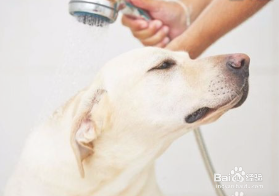 给狗狗洗澡的正确顺序