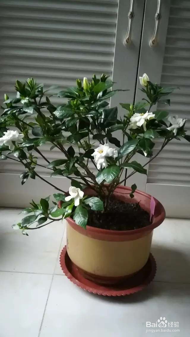 栀子花每次开花都太袖珍，如何让它变更大？