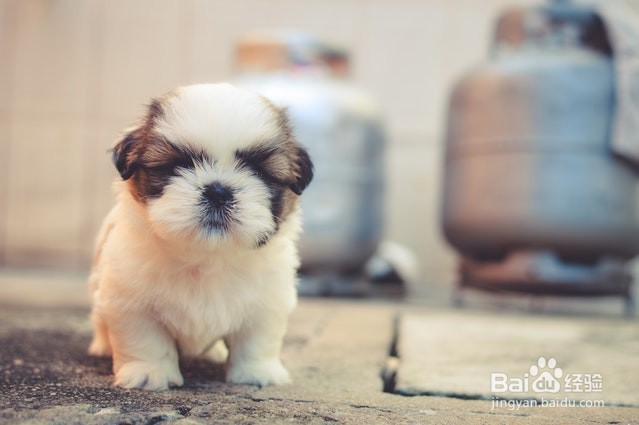 狗狗大小便失禁怎么回事