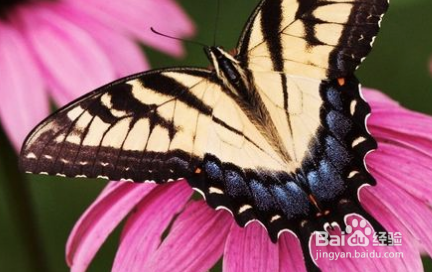 蝴蝶在花朵上怎么写呢补充完整