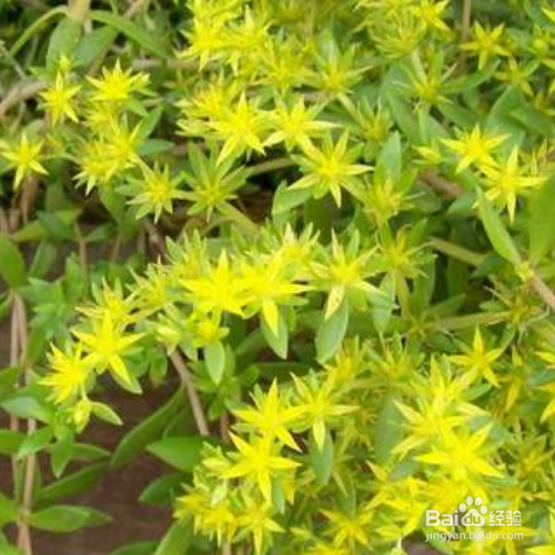 垂盆草有什么作用？