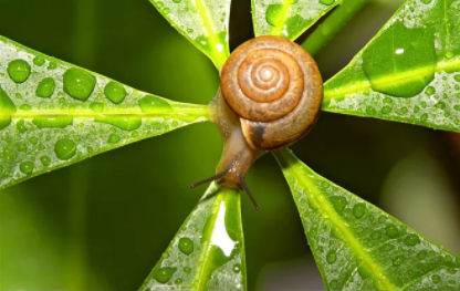 昆虫有多少种类