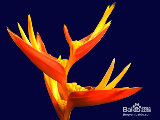 鹤望兰的养殖方法和注意事项有哪些？