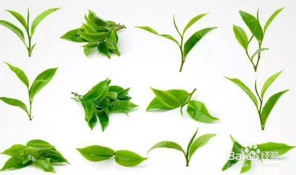 茶叶的芽与叶怎么分辨