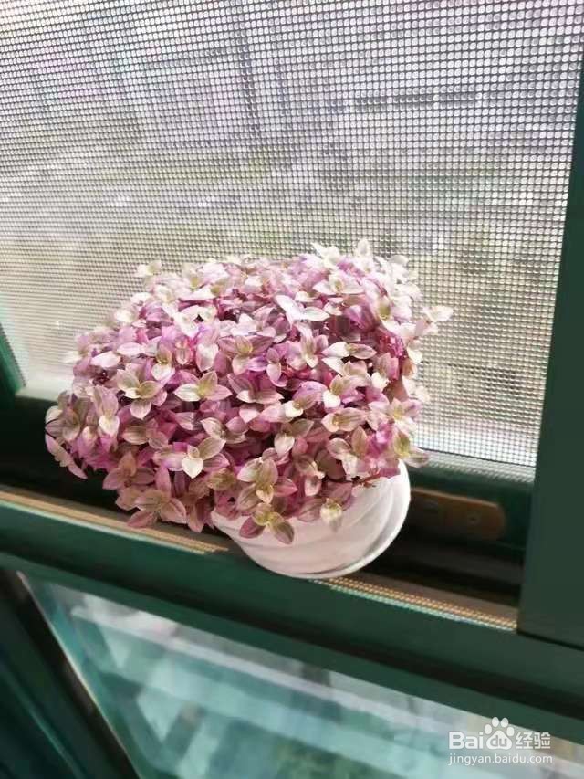 4个养花“妙用”，让家里变成花园、菜园