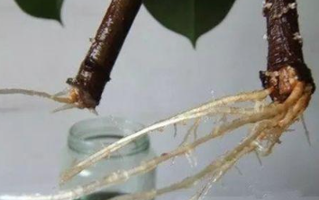 苿利花怎样扦插