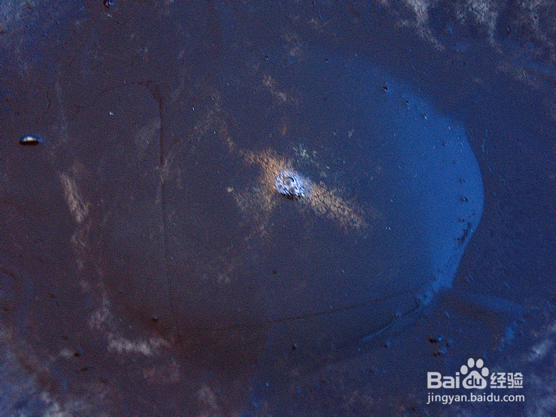 美味海鲜——韭菜炒鱿鱼丝