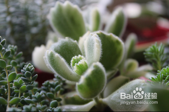 三伏天，损失惨重