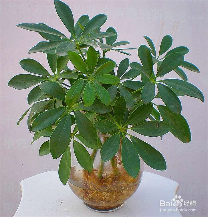 6种室内植物花草的作用
