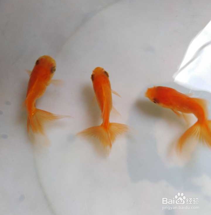 养鱼的条数注意事项