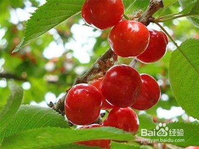 有机樱桃品种介绍