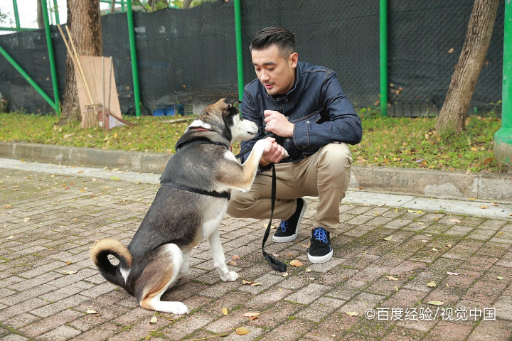 狗不吃饭怎么治