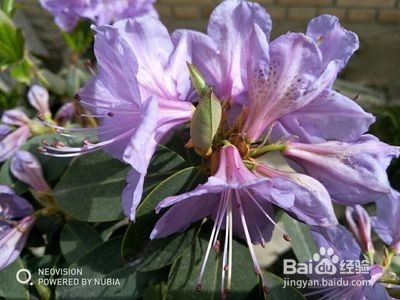 努比亚z17mini拍照方法