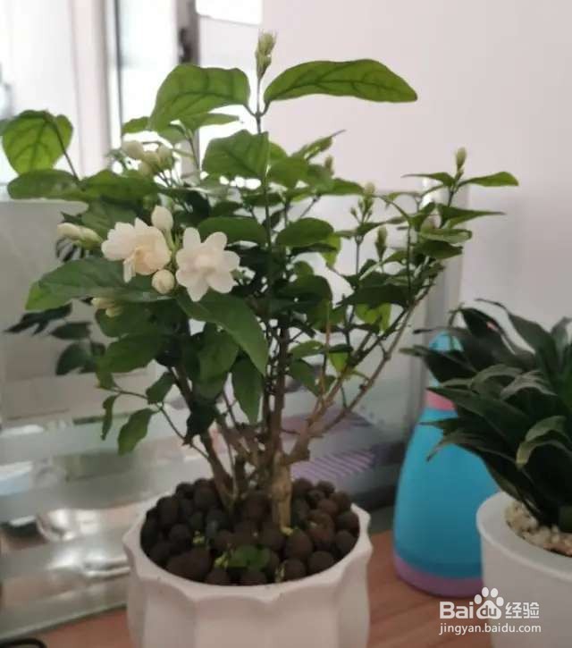 茉莉花养护技巧，叶子茂盛开花多，芳香四溢