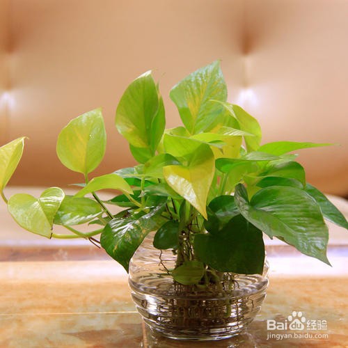 如何挽救黄了的绿萝叶子？