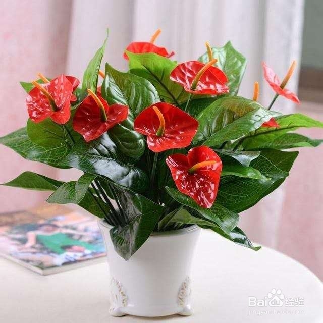 新手宝宝不知道养什么植物,就养这几种吧!