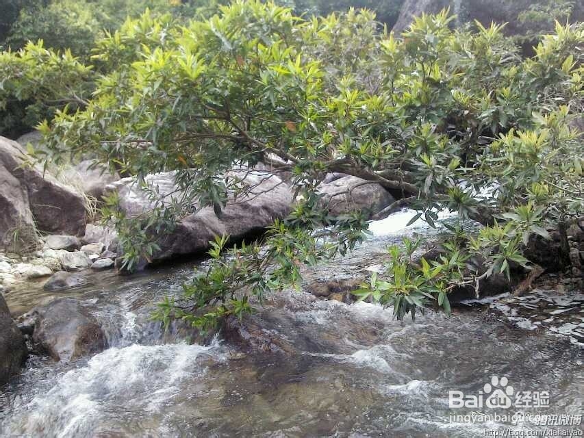 深圳海边杨梅坑山海天然潭农家乐游玩攻略分享