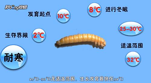 面包虫怎么养 百度经验