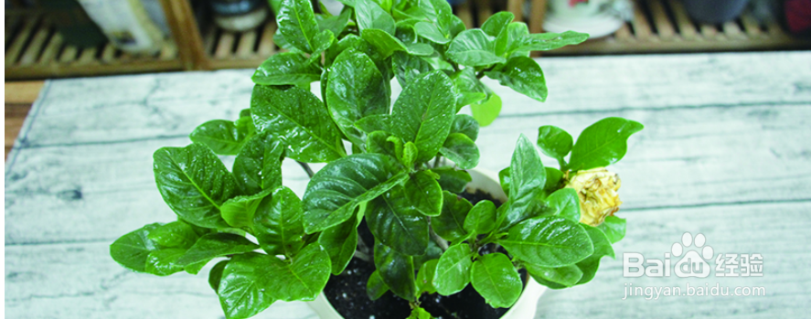 栀子花里面的小黑虫子怎么除掉