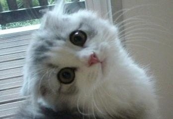 冬天养猫要注意什么问题怎么给猫咪保暖
