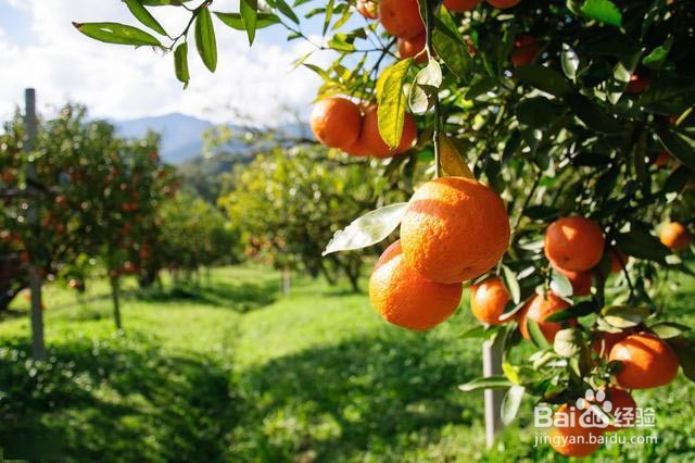 果树膨果着色增甜的管理要点有哪些