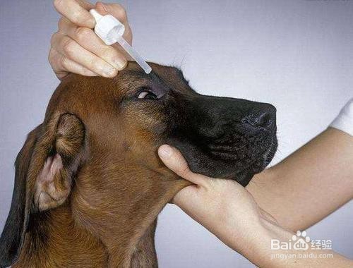 小狗眼睛下面有泪痕怎么办