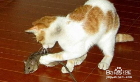 房间有老鼠怎么赶走