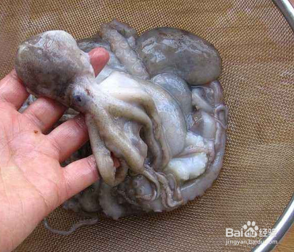 小章鱼怎么处理